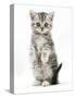Silver Tabby Kitten Sitting with Paws Up-Mark Taylor-Stretched Canvas