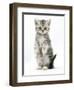 Silver Tabby Kitten Sitting with Paws Up-Mark Taylor-Framed Photographic Print