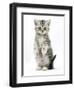 Silver Tabby Kitten Sitting with Paws Up-Mark Taylor-Framed Photographic Print