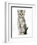 Silver Tabby Kitten Sitting with Paws Up-Mark Taylor-Framed Photographic Print