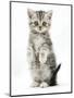 Silver Tabby Kitten Sitting with Paws Up-Mark Taylor-Mounted Photographic Print