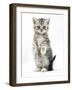 Silver Tabby Kitten Sitting with Paws Up-Mark Taylor-Framed Photographic Print