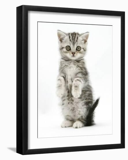 Silver Tabby Kitten Sitting with Paws Up-Mark Taylor-Framed Photographic Print