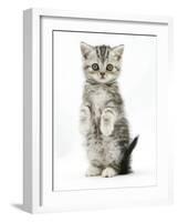 Silver Tabby Kitten Sitting with Paws Up-Mark Taylor-Framed Photographic Print