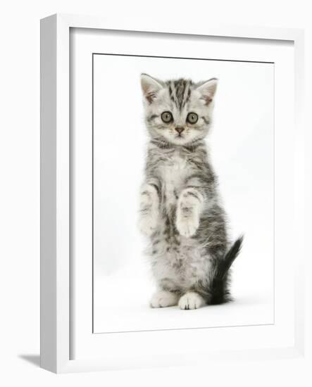 Silver Tabby Kitten Sitting with Paws Up-Mark Taylor-Framed Photographic Print