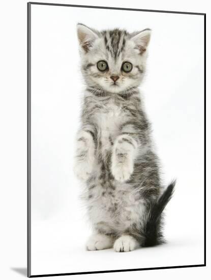 Silver Tabby Kitten Sitting with Paws Up-Mark Taylor-Mounted Photographic Print