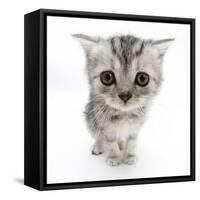 Silver Tabby Kitten with Big Eyes-Mark Taylor-Framed Stretched Canvas