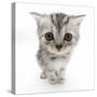 Silver Tabby Kitten with Big Eyes-Mark Taylor-Stretched Canvas