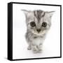 Silver Tabby Kitten with Big Eyes-Mark Taylor-Framed Stretched Canvas