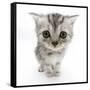 Silver Tabby Kitten with Big Eyes-Mark Taylor-Framed Stretched Canvas