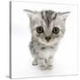 Silver Tabby Kitten with Big Eyes-Mark Taylor-Stretched Canvas