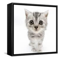 Silver Tabby Kitten with Big Eyes-Mark Taylor-Framed Stretched Canvas