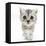 Silver Tabby Kitten with Big Eyes-Mark Taylor-Framed Stretched Canvas