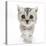 Silver Tabby Kitten with Big Eyes-Mark Taylor-Stretched Canvas