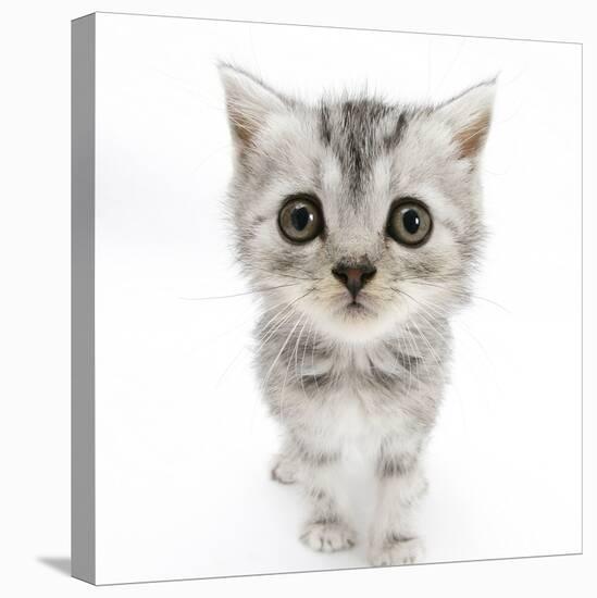 Silver Tabby Kitten with Big Eyes-Mark Taylor-Stretched Canvas