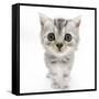 Silver Tabby Kitten with Big Eyes-Mark Taylor-Framed Stretched Canvas