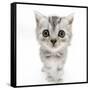 Silver Tabby Kitten with Big Eyes-Mark Taylor-Framed Stretched Canvas