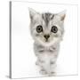 Silver Tabby Kitten with Big Eyes-Mark Taylor-Stretched Canvas