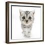 Silver Tabby Kitten with Big Eyes-Mark Taylor-Framed Premium Photographic Print