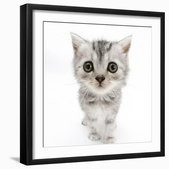 Silver Tabby Kitten with Big Eyes-Mark Taylor-Framed Premium Photographic Print