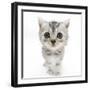 Silver Tabby Kitten with Big Eyes-Mark Taylor-Framed Premium Photographic Print