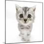 Silver Tabby Kitten with Big Eyes-Mark Taylor-Mounted Premium Photographic Print