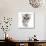 Silver Tabby Kitten with Big Eyes-Mark Taylor-Photographic Print displayed on a wall