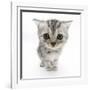 Silver Tabby Kitten with Big Eyes-Mark Taylor-Framed Photographic Print