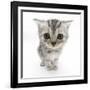 Silver Tabby Kitten with Big Eyes-Mark Taylor-Framed Photographic Print