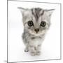 Silver Tabby Kitten with Big Eyes-Mark Taylor-Mounted Photographic Print