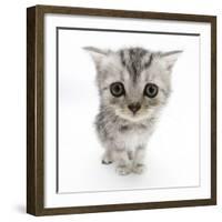 Silver Tabby Kitten with Big Eyes-Mark Taylor-Framed Photographic Print