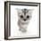 Silver Tabby Kitten with Big Eyes-Mark Taylor-Framed Photographic Print