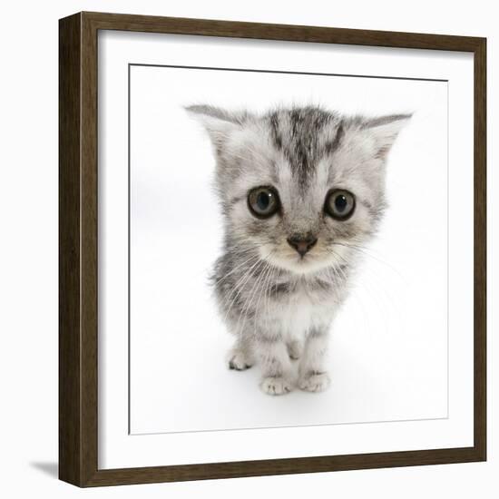 Silver Tabby Kitten with Big Eyes-Mark Taylor-Framed Photographic Print