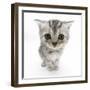 Silver Tabby Kitten with Big Eyes-Mark Taylor-Framed Photographic Print