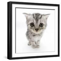 Silver Tabby Kitten with Big Eyes-Mark Taylor-Framed Photographic Print