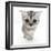 Silver Tabby Kitten with Big Eyes-Mark Taylor-Framed Photographic Print