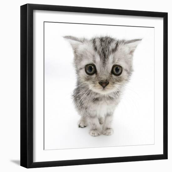 Silver Tabby Kitten with Big Eyes-Mark Taylor-Framed Photographic Print