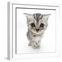 Silver Tabby Kitten with Big Eyes-Mark Taylor-Framed Photographic Print