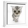 Silver Tabby Kitten with Big Eyes-Mark Taylor-Framed Photographic Print