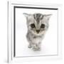 Silver Tabby Kitten with Big Eyes-Mark Taylor-Framed Photographic Print