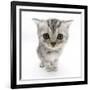 Silver Tabby Kitten with Big Eyes-Mark Taylor-Framed Photographic Print