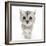 Silver Tabby Kitten with Big Eyes-Mark Taylor-Framed Photographic Print