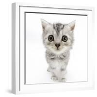 Silver Tabby Kitten with Big Eyes-Mark Taylor-Framed Photographic Print