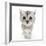 Silver Tabby Kitten with Big Eyes-Mark Taylor-Framed Photographic Print