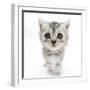 Silver Tabby Kitten with Big Eyes-Mark Taylor-Framed Photographic Print