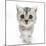 Silver Tabby Kitten with Big Eyes-Mark Taylor-Mounted Photographic Print