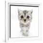 Silver Tabby Kitten with Big Eyes-Mark Taylor-Framed Photographic Print