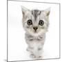 Silver Tabby Kitten with Big Eyes-Mark Taylor-Mounted Photographic Print