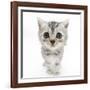 Silver Tabby Kitten with Big Eyes-Mark Taylor-Framed Photographic Print