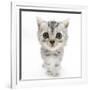 Silver Tabby Kitten with Big Eyes-Mark Taylor-Framed Photographic Print